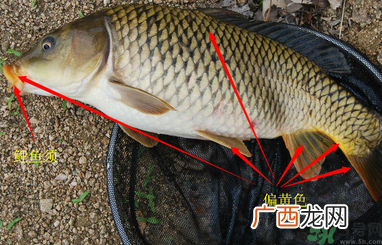 秋天钓鲤鱼用什么小药？秋天黑坑钓鲤鱼用什么小药？