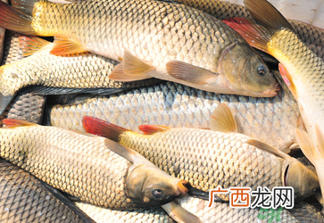秋天钓鲤鱼用什么小药？秋天黑坑钓鲤鱼用什么小药？