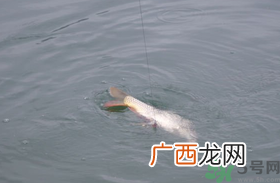 十月份怎么钓鲫鱼?十月份怎么钓鲤鱼?