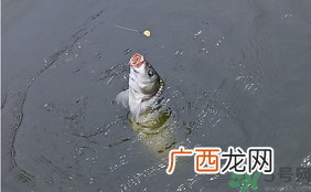 十月份怎么钓鲫鱼?十月份怎么钓鲤鱼?