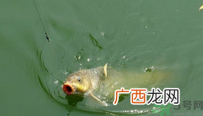 十月份怎么钓鲫鱼?十月份怎么钓鲤鱼?