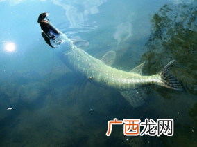 秋天钓鱼用什么小药？秋天钓鱼小药搭配