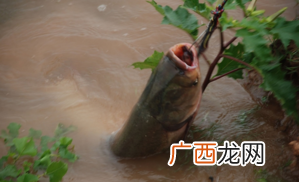 秋天钓鱼用什么小药？秋天钓鱼小药搭配