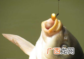 秋天钓鱼用什么小药？秋天钓鱼小药搭配