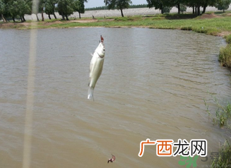 秋天钓鱼深水还是浅水？秋天钓鱼钓深水还是浅水？