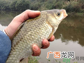 十月份钓鲫鱼用什么饵？十月份钓鲫鱼用什么饵料好？