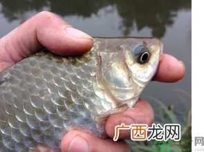 十月份钓鲫鱼用什么饵？十月份钓鲫鱼用什么饵料好？