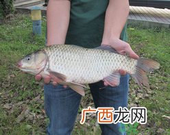 十月份钓鲫鱼用什么饵？十月份钓鲫鱼用什么饵料好？