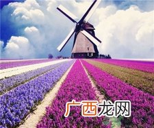 薰衣草有助于睡眠吗?薰衣草的功效与作用
