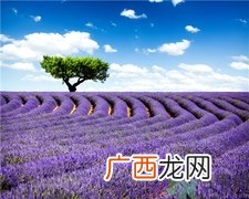 薰衣草有助于睡眠吗?薰衣草的功效与作用