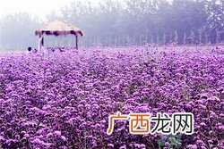 薰衣草有助于睡眠吗?薰衣草的功效与作用
