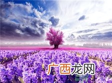 薰衣草有助于睡眠吗?薰衣草的功效与作用