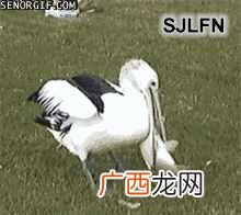 网络用语23333的来源你知道吗 23333什么意思