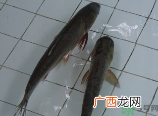 钓的鱼在家怎么养活?钓的鱼怎么保持不死?