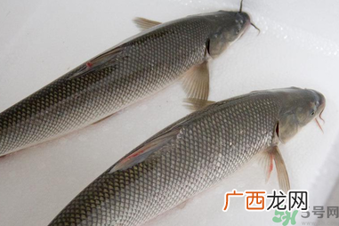钓的鱼在家怎么养活?钓的鱼怎么保持不死?