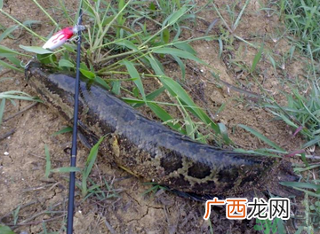 秋天怎么钓黑鱼？秋天钓黑鱼技巧