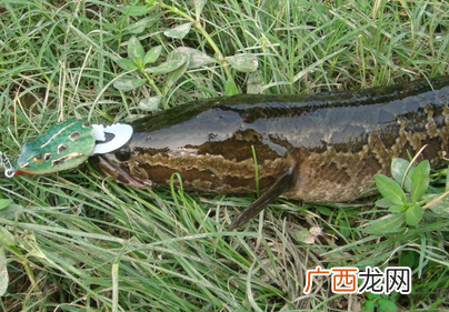 秋天怎么钓黑鱼？秋天钓黑鱼技巧