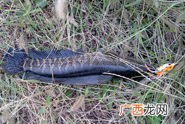 秋天怎么钓黑鱼？秋天钓黑鱼技巧
