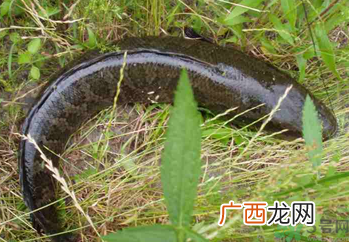 秋天可以钓黑鱼吗？秋天黑鱼在什么地方？