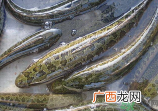 秋天可以钓黑鱼吗？秋天黑鱼在什么地方？