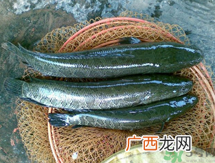 秋天可以钓黑鱼吗？秋天黑鱼在什么地方？