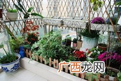 10月份可以种什么花?10月份种花好吗