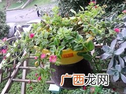 10月份可以种什么花?10月份种花好吗