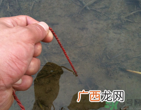 秋季可以钓黄鳝吗？黄鳝怎么钓？
