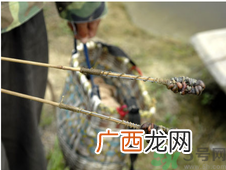 秋季可以钓黄鳝吗？黄鳝怎么钓？