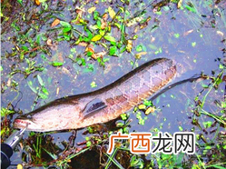 十月份黑鱼好钓吗？十月份怎么钓黑鱼？