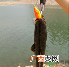 十月份黑鱼好钓吗？十月份怎么钓黑鱼？