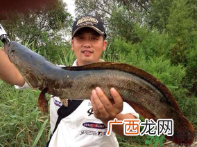 十月份黑鱼好钓吗？十月份怎么钓黑鱼？