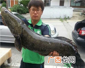 秋季钓黑鱼用什么鱼饵？秋天钓黑鱼用什么饵？