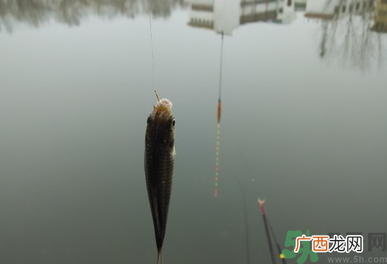 阴天怎么钓鱼？阴天钓鱼技巧