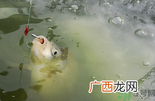 阴天怎么钓鱼？阴天钓鱼技巧