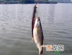 阴天怎么钓鱼？阴天钓鱼技巧