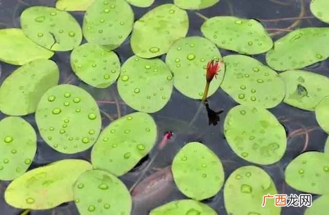 成语如火如荼什么意思？涨姿势了
