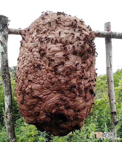 最新马蜂养殖技术 湖南那里有马蜂养殖技术