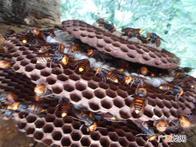 云南养殖马蜂视频 湖南有养殖马蜂的么