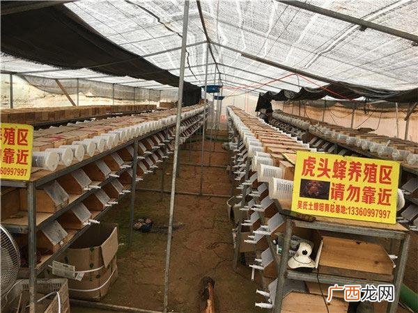 云南养殖马蜂视频 湖南有养殖马蜂的么