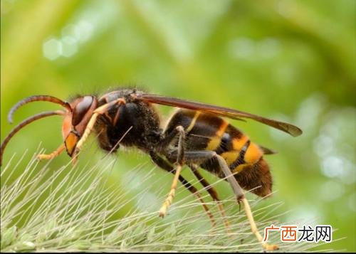 云南养殖马蜂视频 湖南有养殖马蜂的么