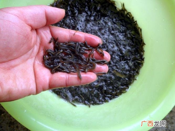 花斑副沙鳅价格 花斑副沙鳅养殖
