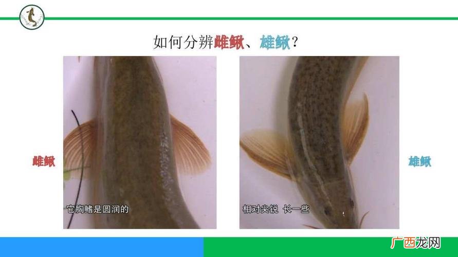 花斑副沙鳅价格 花斑副沙鳅养殖