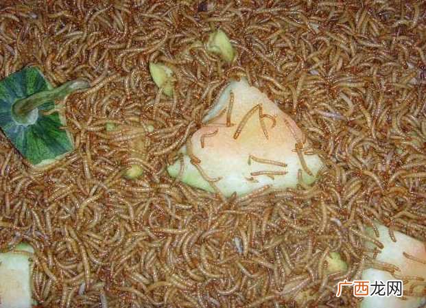 黄粉虫的用途及饲养方法 黄粉虫养殖成虫的方法