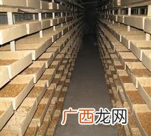 黄粉虫的用途及饲养方法 黄粉虫养殖成虫的方法