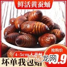 东北的蚕蛹怎么养殖 黄金蛹养殖