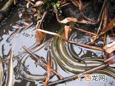 黄鳝养殖场 黄鳝 养殖公司