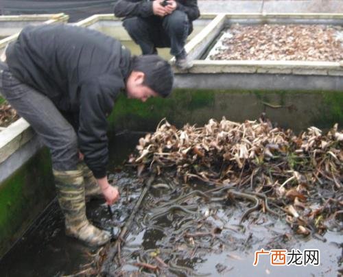 室内养殖黄鳝 黄鳝可不可以无土养殖
