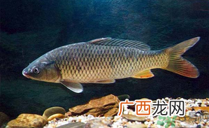 十月份钓青鱼好钓吗？钓青鱼什么时间最好？
