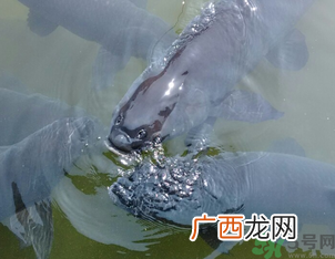 十月份钓青鱼好钓吗？钓青鱼什么时间最好？
